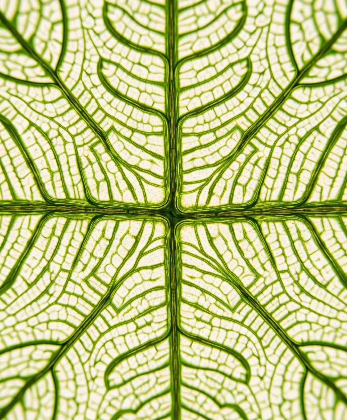 Microscopic botanical structure